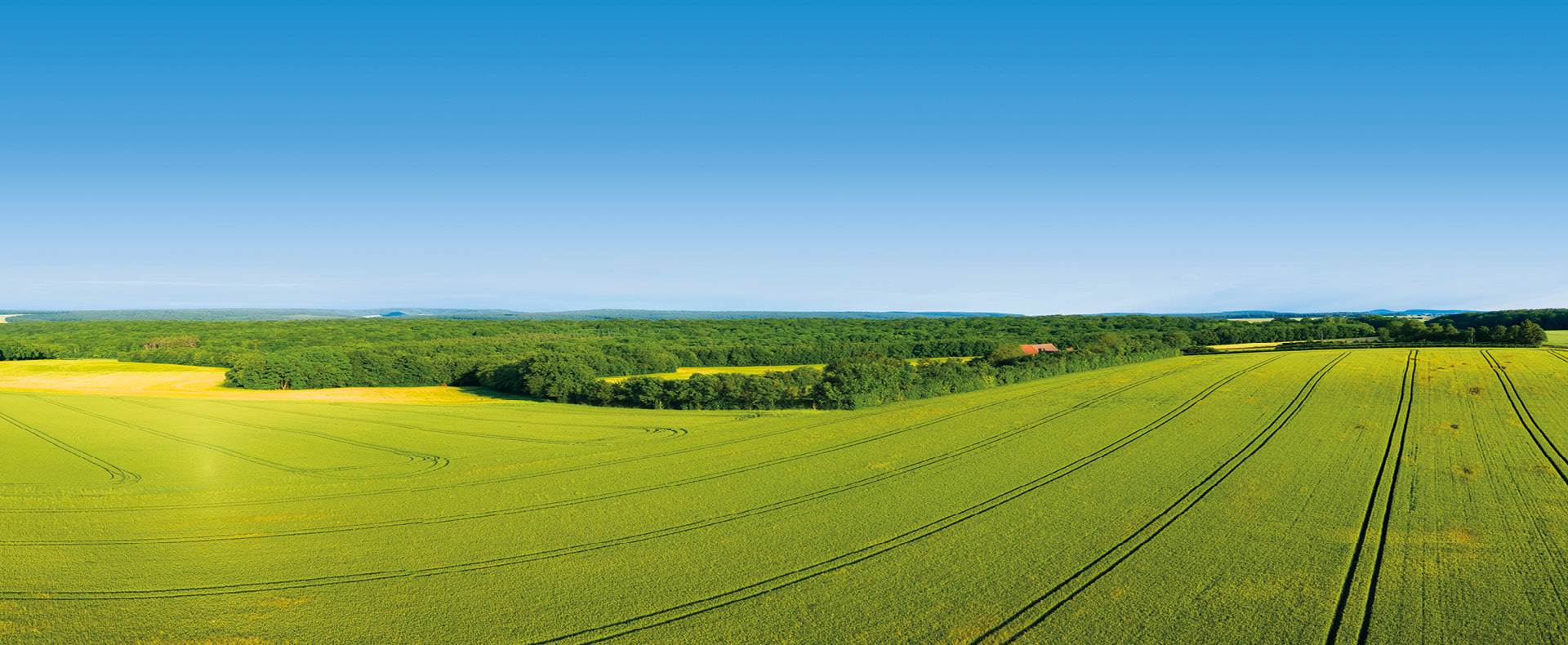 Champ de culture de champagne bourgogne
