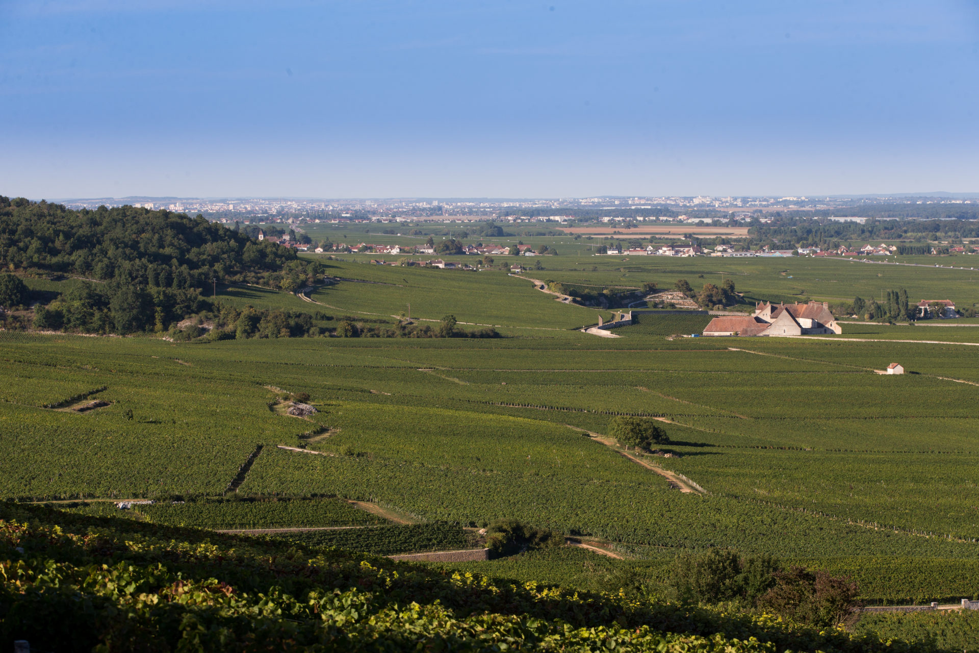 paysage de vignes sur vosne-romanee