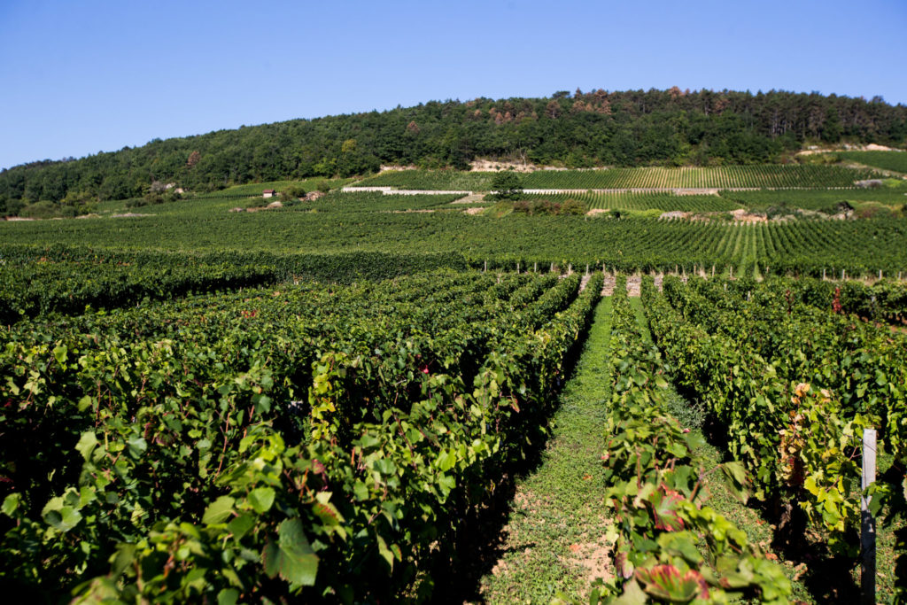 paysage vignes de bourgogne