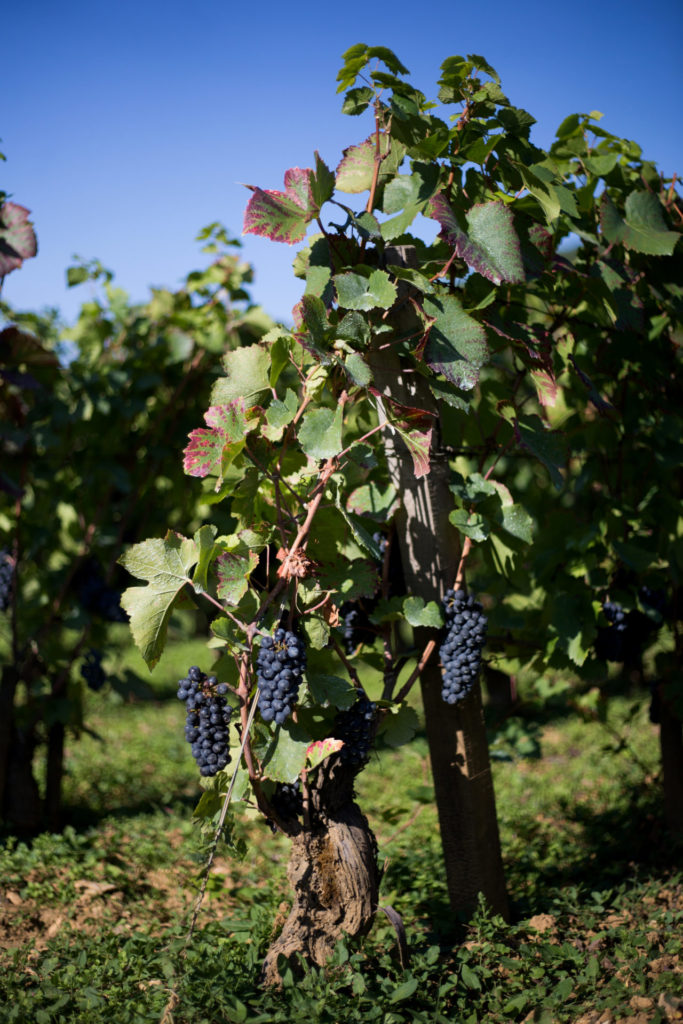pieds-de-vigne-et-grappes-de-raisins.