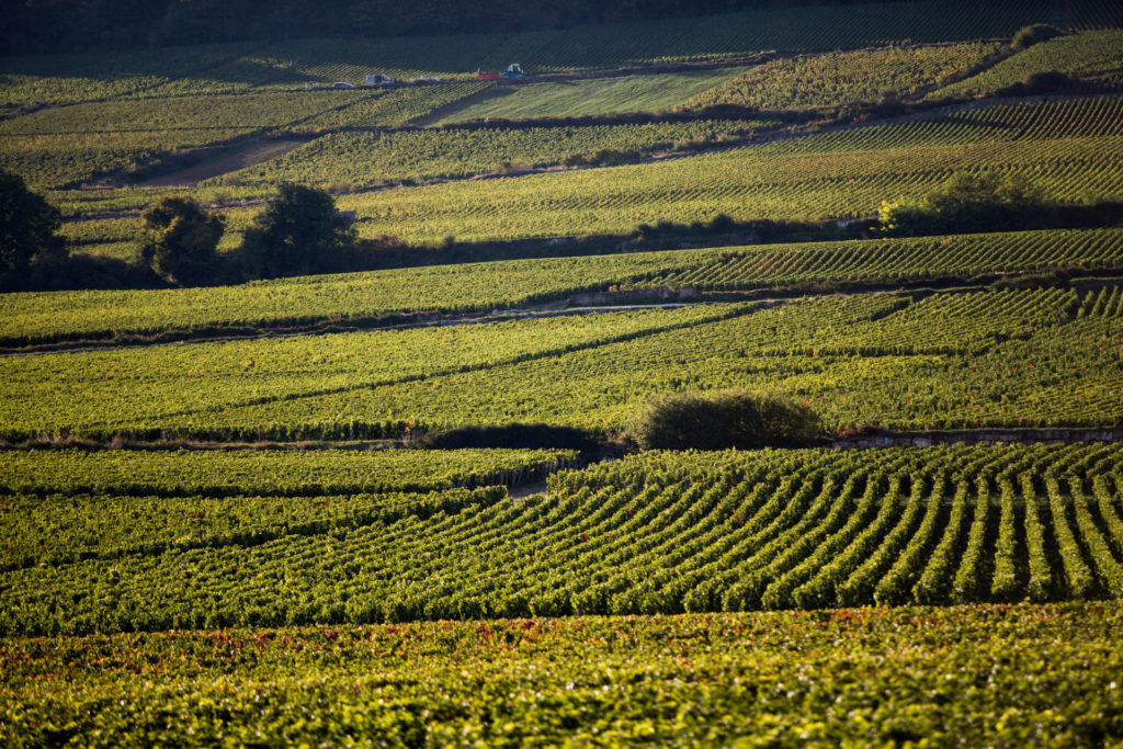 vignes au coucher de soleil bourgogne